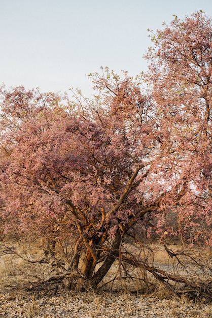 Tiro vertical de árboles secos rosados en medio de un campo