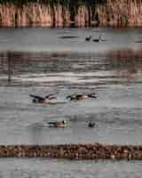 Foto gratuita tiro vertical de aves marinas volando cerca del agua