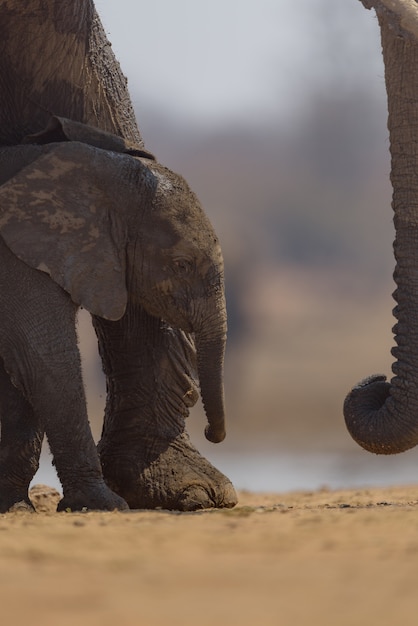 Tiro vertical de un bebé elefante caminando cerca de su madre