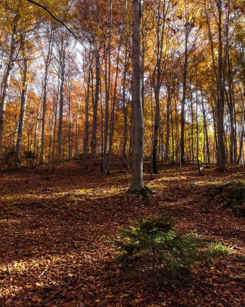 Tiro vertical de un bosque en la montaña Medvednica en Zagreb, Croacia, con hojas caídas en otoño