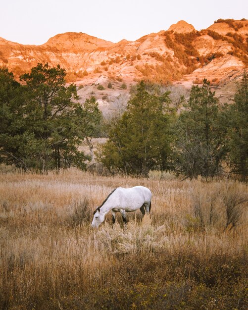 Tiro vertical de un caballo blanco en un campo de hierba seca con una montaña en el fondo