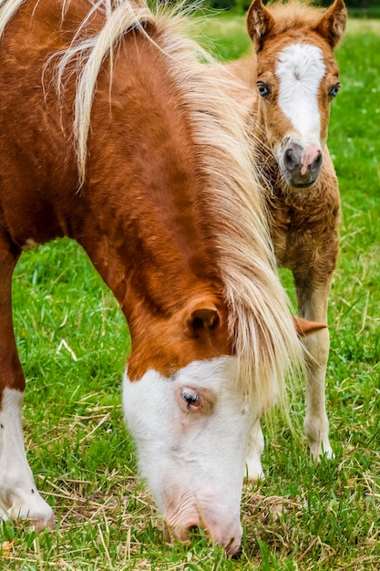 Tiro vertical de un caballo y un pony pastando en un campo cubierto de hierba