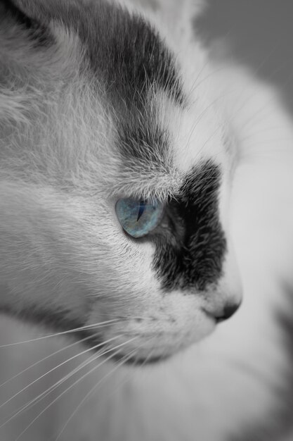 Tiro vertical de la cabeza de un gato blanco y negro