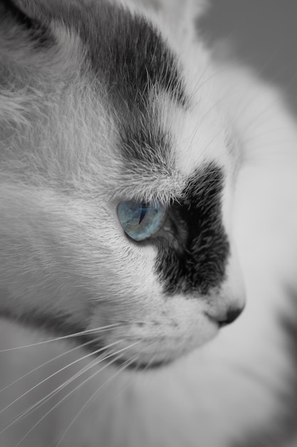 Tiro vertical de la cabeza de un gato blanco y negro