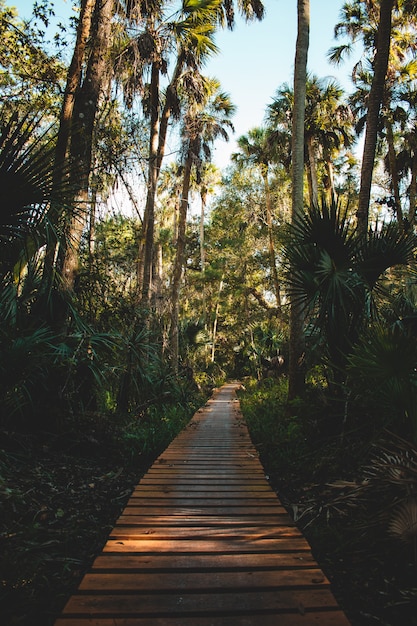 Tiro vertical de un camino hecho de tablas de madera rodeadas de plantas y árboles tropicales.