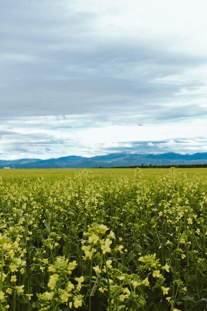 Tiro vertical de un campo de flores amarillas con una montaña en Kalispell, Montana, EE.UU.