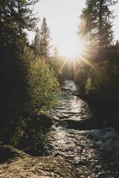 Tiro vertical de una corriente de río que fluye entre los árboles durante el atardecer