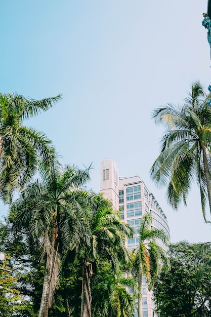 Foto gratuita tiro vertical de un edificio detrás de hermosas palmeras altas bajo el cielo azul