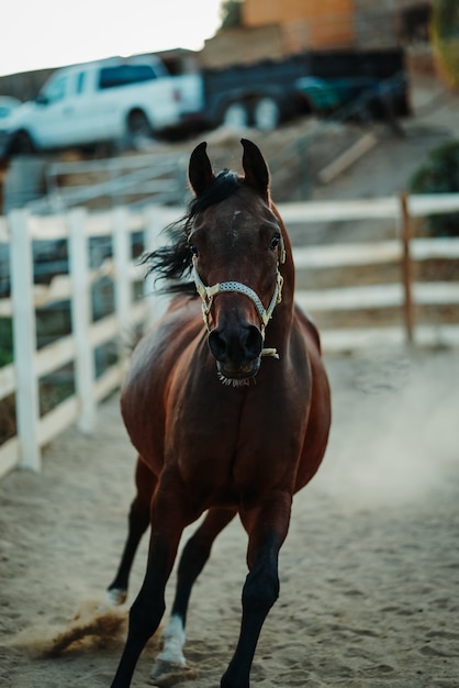 Tiro vertical de enfoque superficial de un caballo marrón usando un arnés corriendo sobre un suelo arenoso