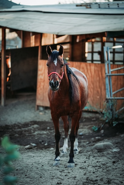 Tiro vertical de enfoque superficial de un caballo marrón vistiendo un arnés rojo