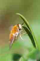 Foto gratuita tiro vertical de enfoque superficial de una pequeña mosca de abeja bombyliidae difusa colgando de una hoja