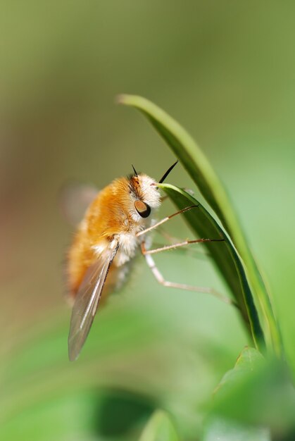Tiro vertical de enfoque superficial de una pequeña mosca de abeja Bombyliidae difusa colgando de una hoja