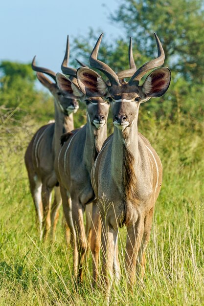 Tiro vertical de enfoque superficial de tres jóvenes antílopes kudu de pie sobre un suelo de hierba