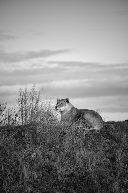 Tiro vertical en escala de grises de una leona acostada en el valle bajo el oscuro cielo nublado