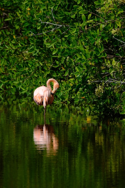 Tiro vertical de un flamenco rosado de pie en el agua cerca de los árboles