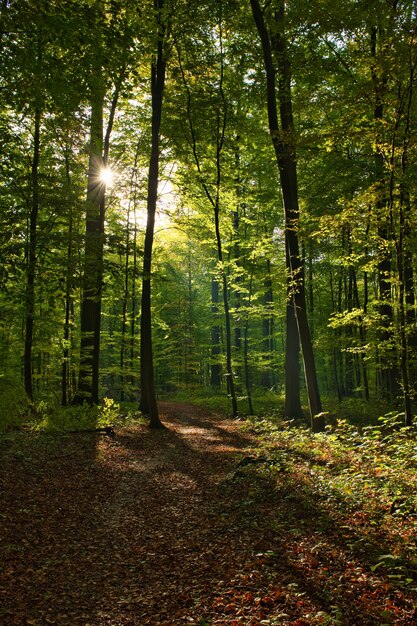 Tiro vertical del Forêt de Soignes, Bélgica, Bruselas con el sol brillando a través de las ramas