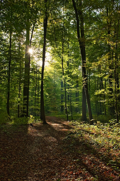 Tiro vertical del Forêt de Soignes, Bélgica, Bruselas con el sol brillando a través de las ramas