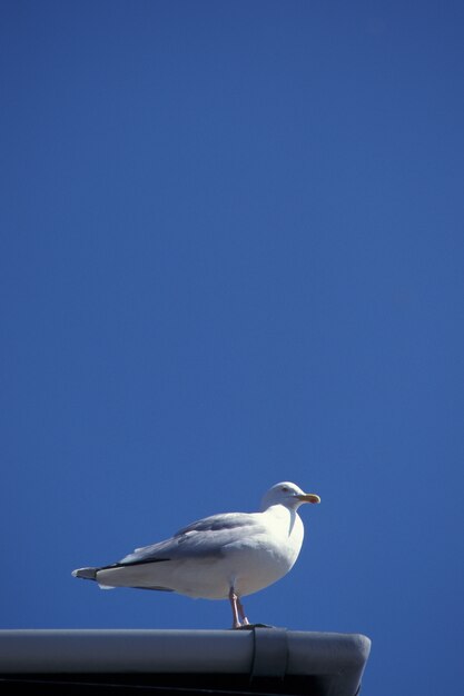 Tiro vertical de una gaviota riendo en una azotea con cielo azul claro en Devon, Reino Unido