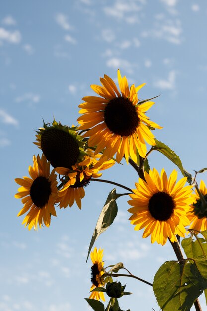 Tiro vertical de girasoles bajo el hermoso cielo nublado