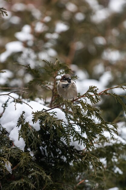 Tiro vertical de un gorrión sentado en una rama de un árbol cubierto de nieve