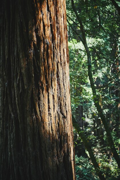 Tiro vertical de un gran árbol en medio de un hermoso bosque