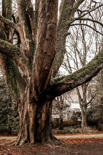 Tiro vertical de un gran árbol viejo con un cielo blanco