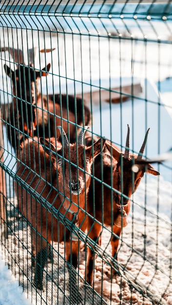 Tiro vertical de un grupo de cabras en un campo cubierto de nieve