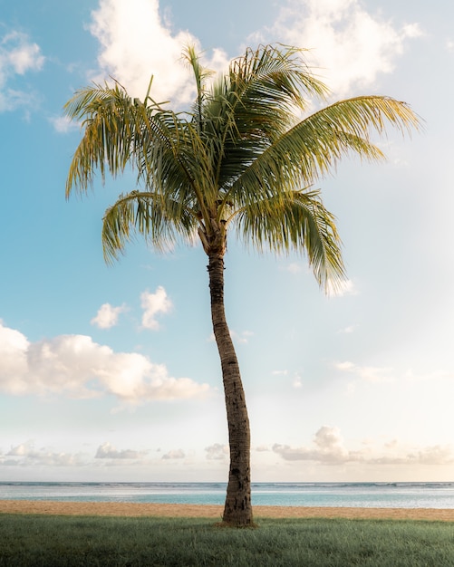 Foto gratuita tiro vertical de una hermosa palmera al borde del mar bajo el brillante cielo soleado