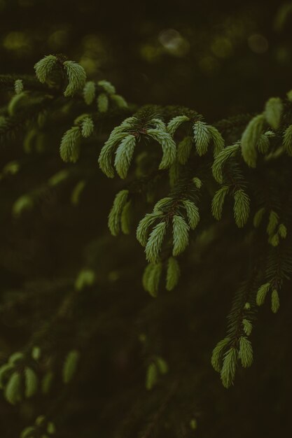 Tiro vertical de hermosa vegetación en un bosque