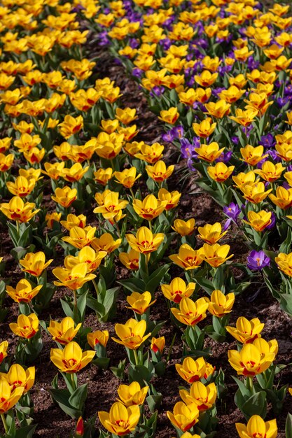 Tiro vertical de hermosas flores coloridas en un campo