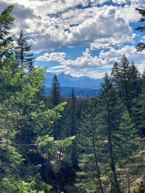 Tiro vertical de un hermoso bosque con muchos abetos bajo el cielo nublado