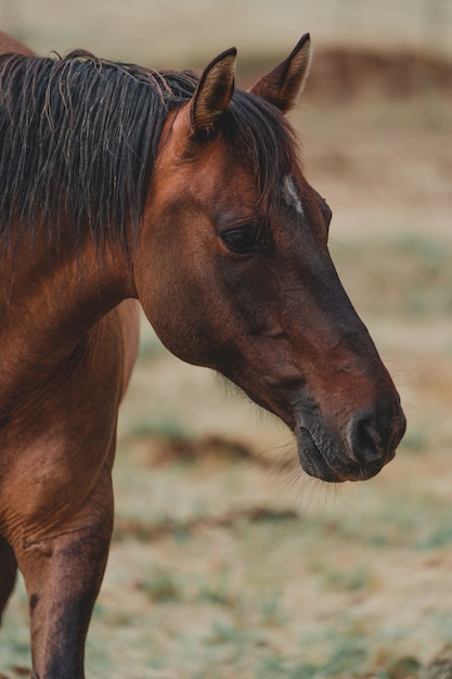 Tiro vertical de un hermoso caballo marrón en un rancho