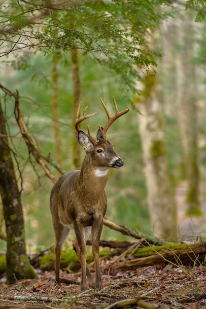 Tiro vertical de un hermoso ciervo de pie en el bosque con fondo borroso