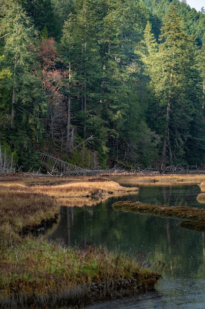 Tiro vertical de un hermoso paisaje verde que se refleja en el lago en Canadá