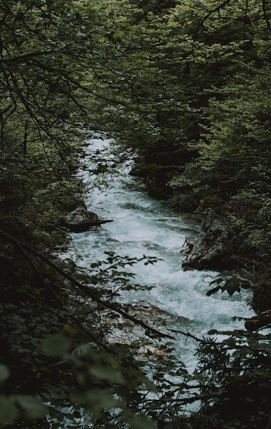 Tiro vertical de un hermoso río con una fuerte corriente y vegetación alrededor