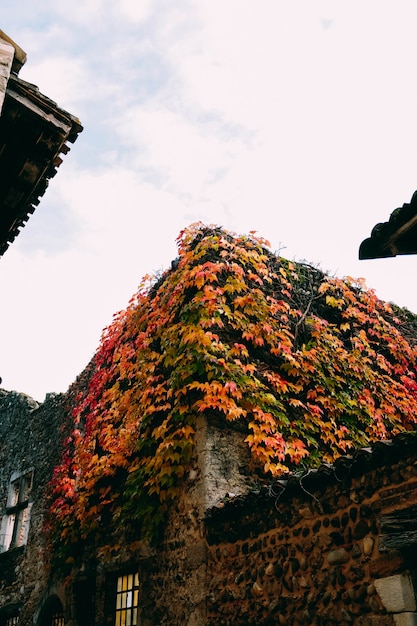 Tiro vertical de los hermosos edificios antiguos cubiertos con coloridas hojas de otoño
