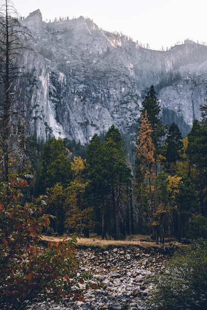 Tiro vertical de hermosos paisajes de árboles en un bosque con montañas nevadas en el