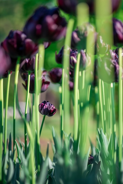 Tiro vertical de hermosos tulipanes morados altos que crecen en un jardín en un día soleado