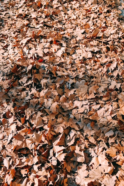 Tiro vertical de hojas amarillas de otoño en el suelo en medio de un parque