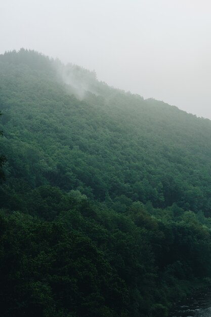 Tiro vertical de la impresionante montaña de niebla cubierta de árboles capturados en Bélgica