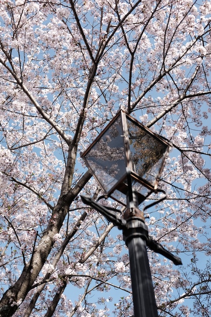 Foto gratuita tiro vertical de una lámpara debajo del cerezo floreciente hermoso con el fondo del cielo azul