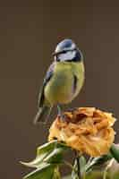 Foto gratuita tiro vertical de un lindo pájaro tit azul sentado en el flujo