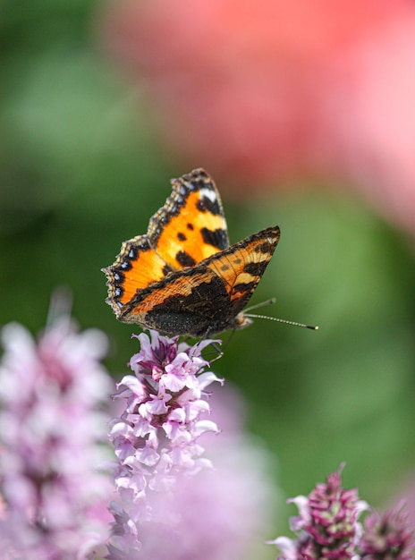 Tiro vertical de mariposa urticaria en flores de orégano púrpura