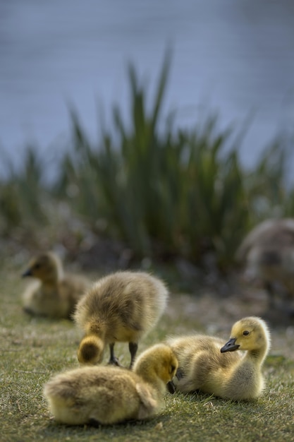 Foto gratuita tiro vertical de unos patos en un campo cubierto de hierba junto a un lago