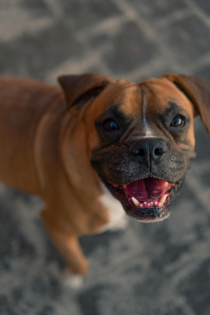 Tiro vertical de un perro boxeador alemán sonriente