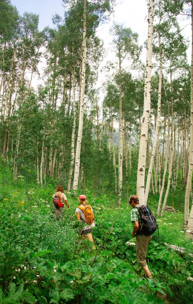 Tiro vertical de personas caminando por un sendero en medio de un bosque rodeado de plantas