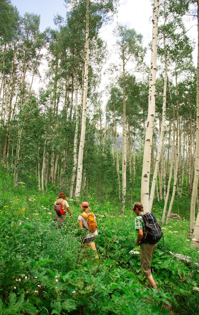 Tiro vertical de personas caminando por un sendero en medio de un bosque rodeado de plantas