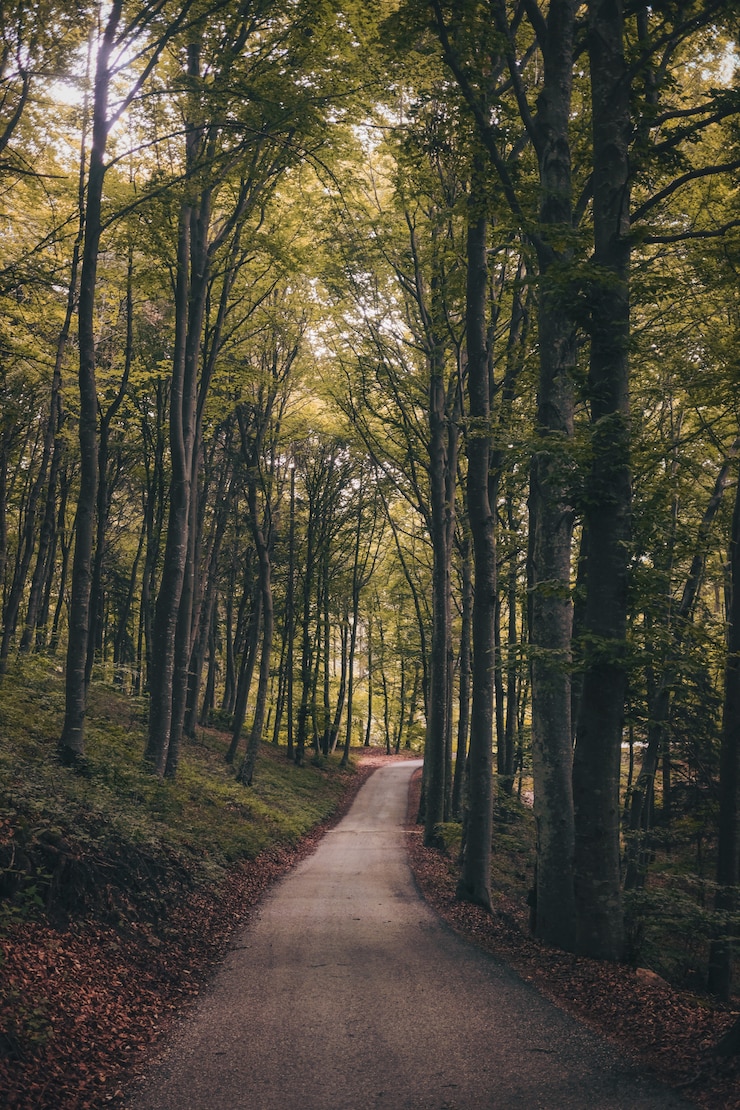 Foto gratuito tiro vertical de una pista forestal rodeada de árboles verdes