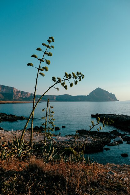 Tiro vertical de plantas que crecen en la orilla cerca del mar con montañas y cielo azul de fondo