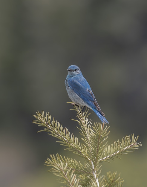 Tiro vertical del primer de un bluebird de la montaña en una rama